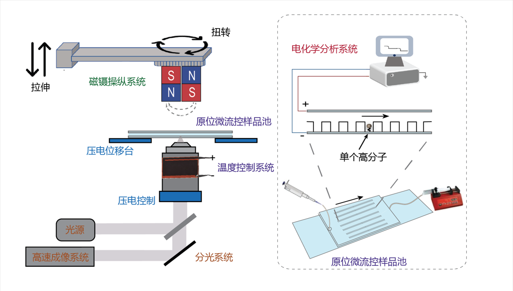 磁镊原理图（虚）