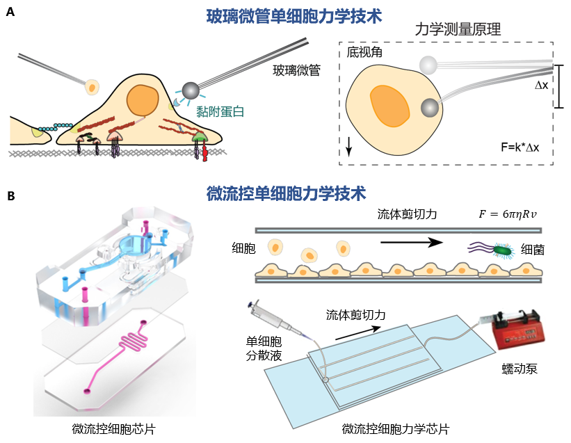 单细胞力学平台